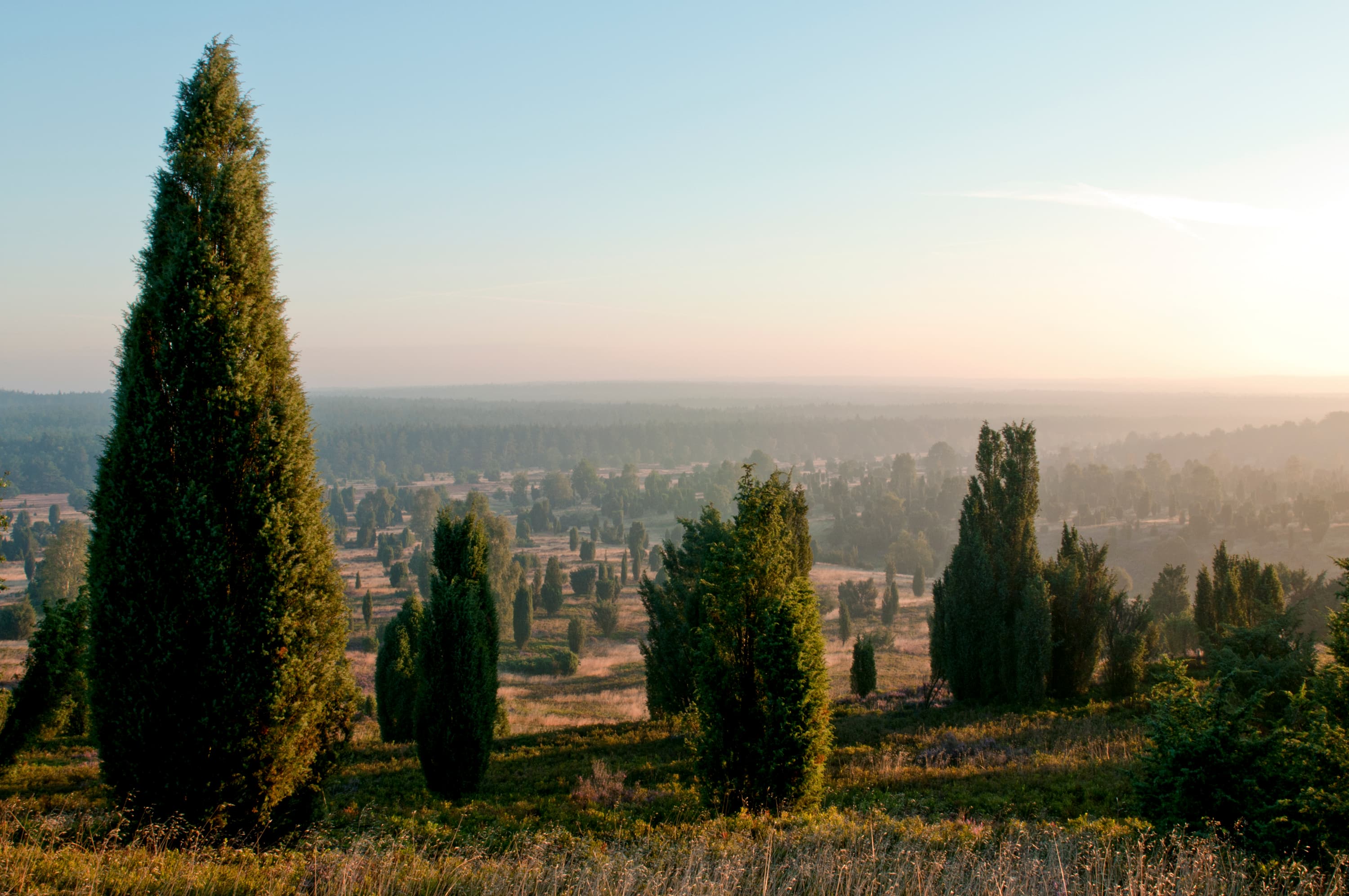 1044-Lueneburger-Heide-Wilseder-Berg-Sonnenaufgang-Wacholder.jpg