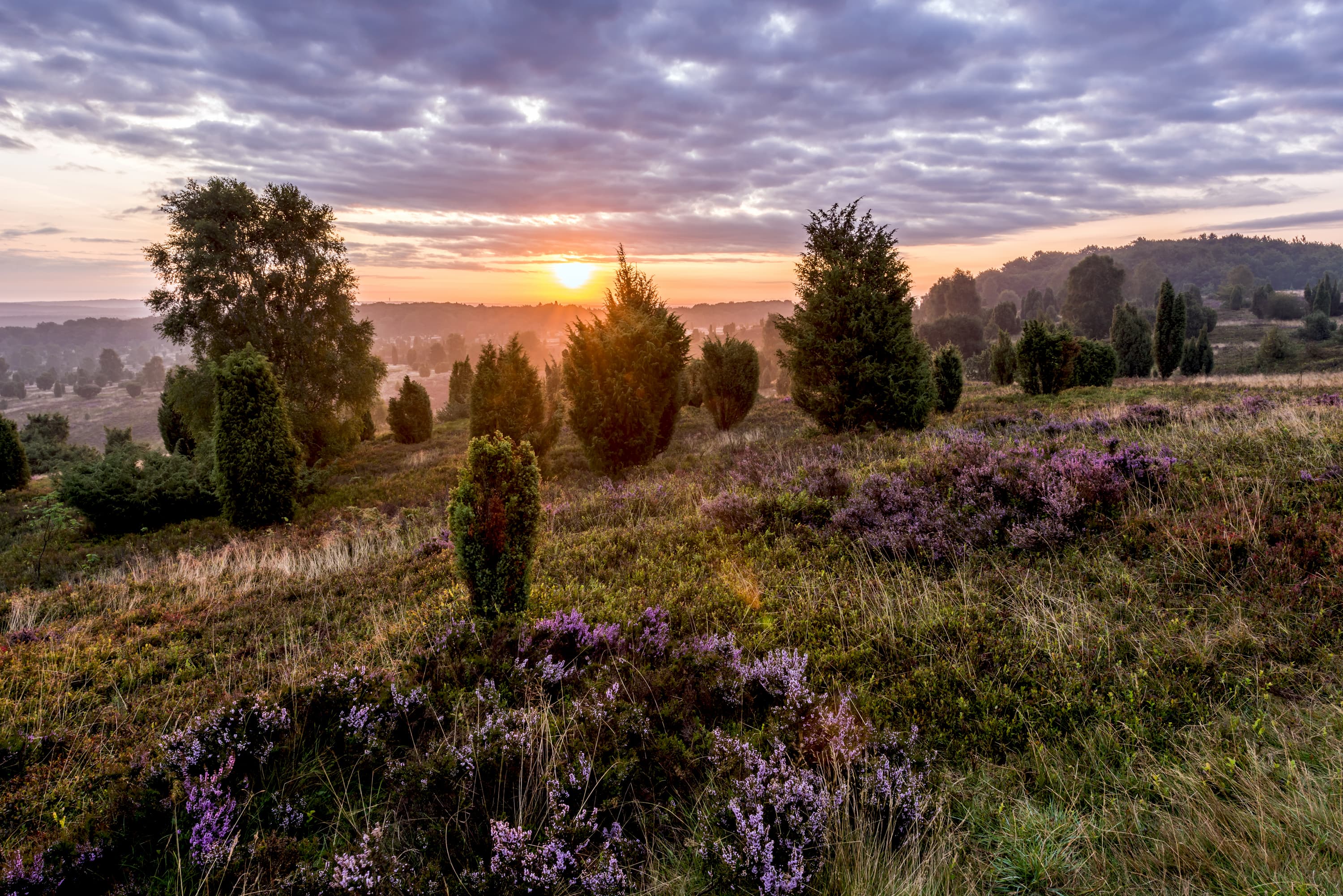 Presse Bilder Lüneburger Heide Wilseder Berg Sonnenuntergang Wacholder
