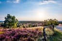 1048-Lueneburger-Heide-Wilseder-Berg-Blick-Heide.jpg