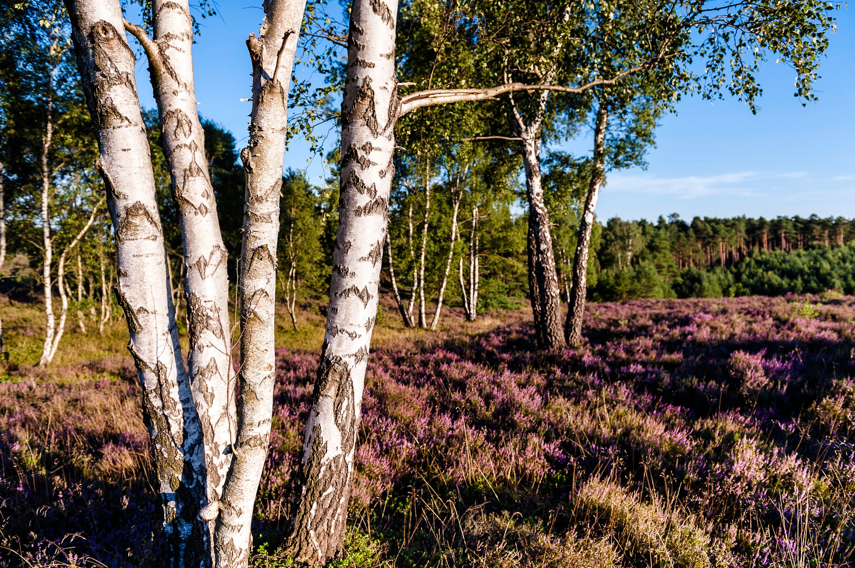 1049-Lueneburger-Heide-Misselhorner-Heide-Birken.jpg