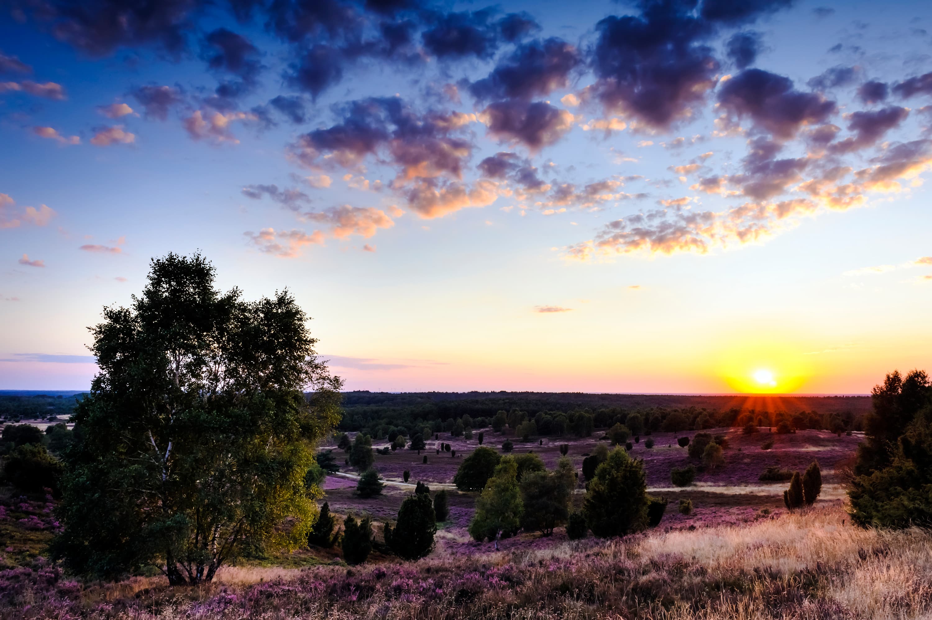 1050-Lueneburger-Heide-Wilseder-Berg-Sonnenuntergang.jpg