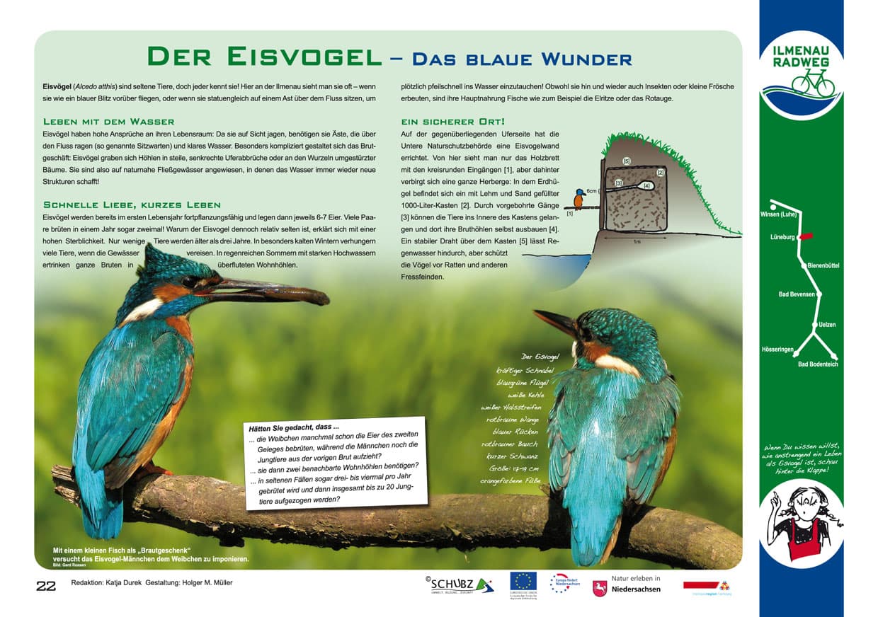 Tafel 22: Der Eisvogel