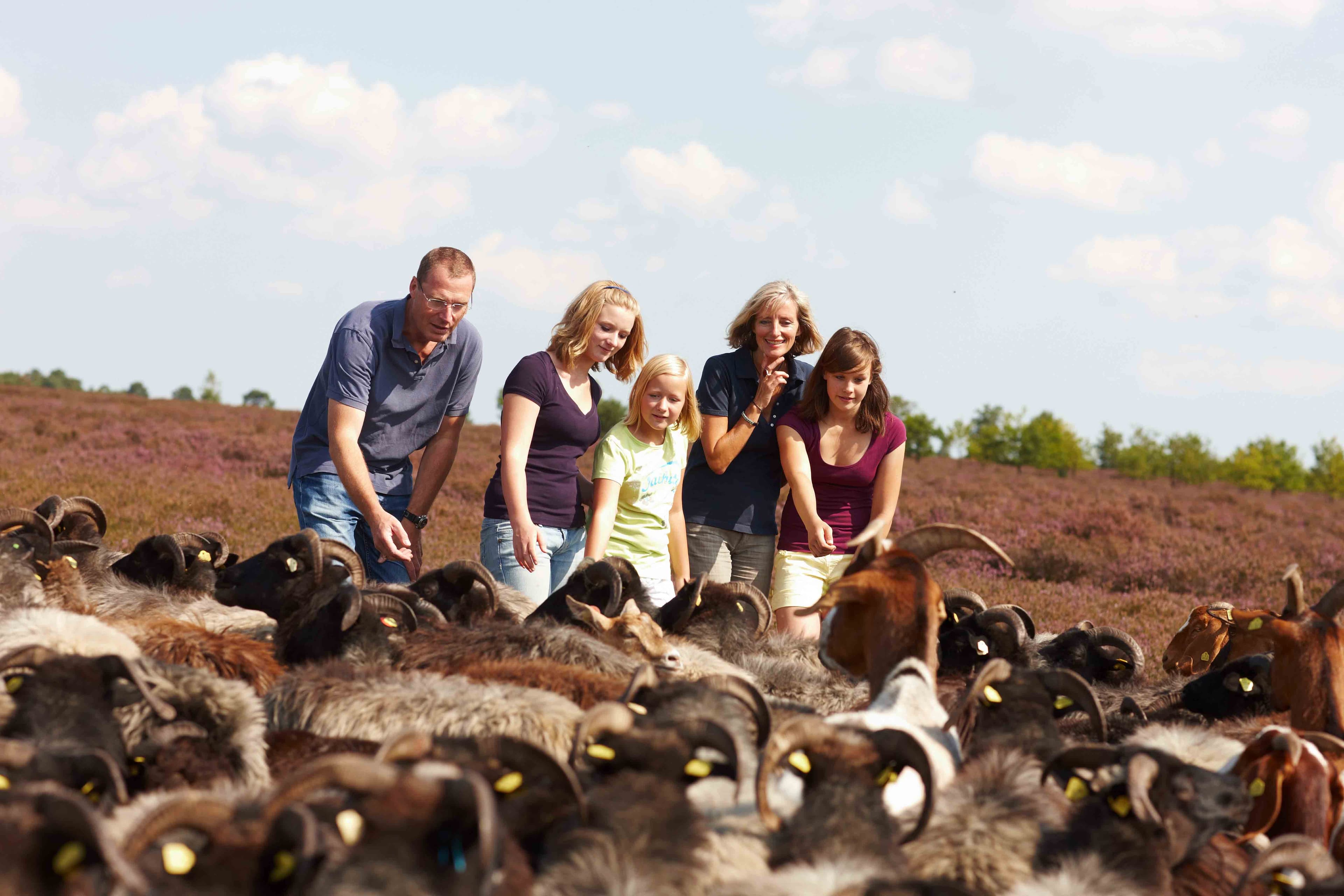 Heidschnuckenherde-Naturschutzgebiet