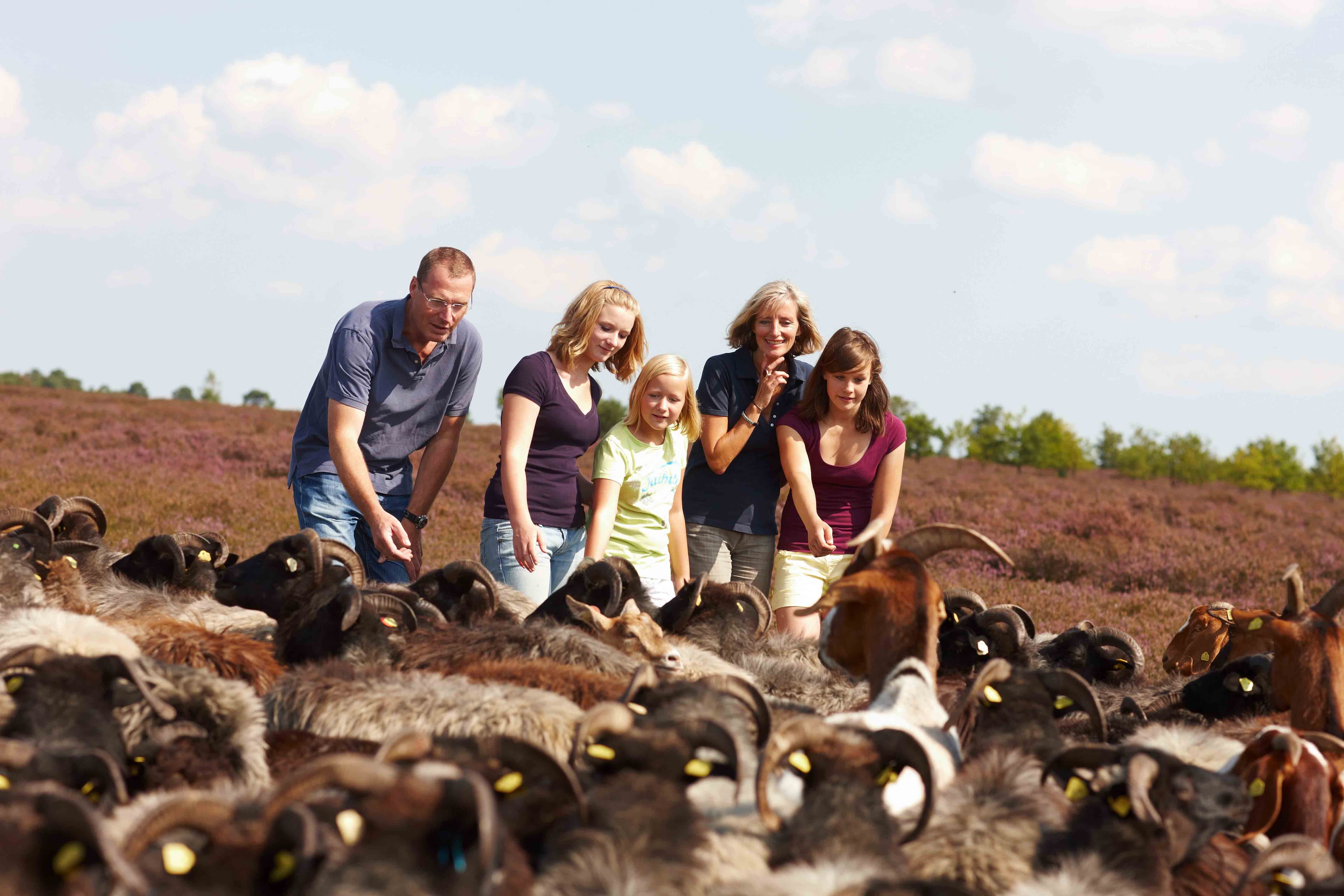 Heidschnuckenherde im Naturschutzgebiet