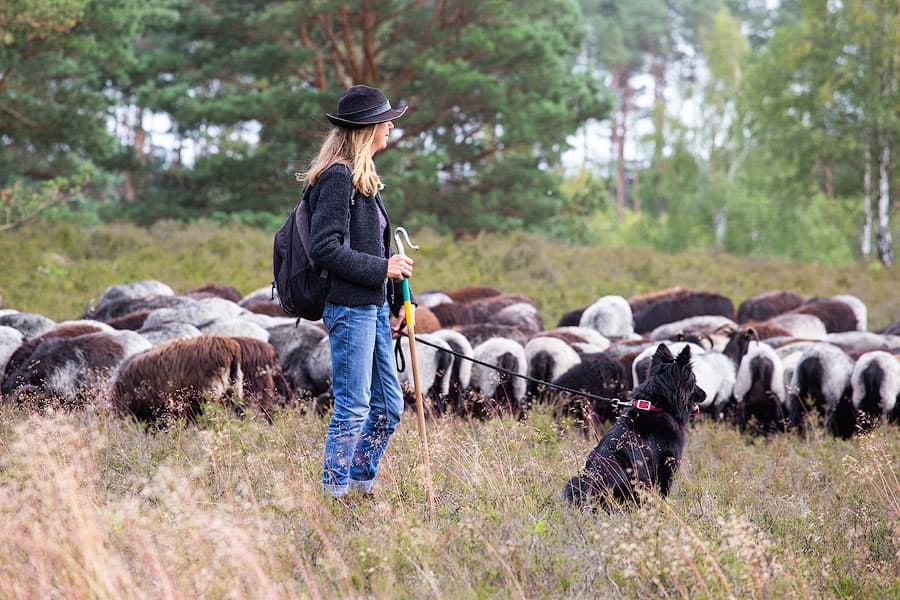 Ute Leimke-Kuhlmann hütet die Heidschnuckenherde in der Oberoher Heide