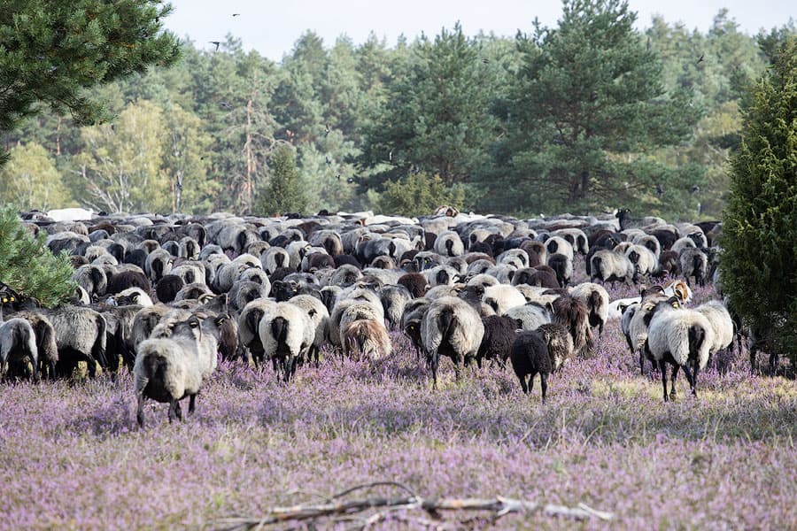 Heidschnucken in der blühenden Oberoher Heide