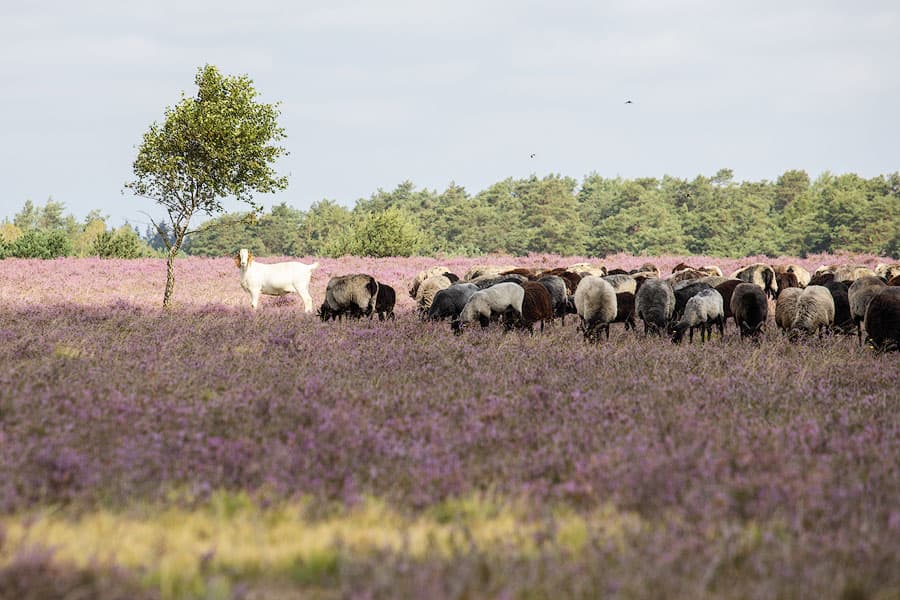 Heidschnucken in der blühenden Oberoher Heide