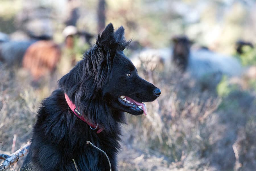 Hütehund bei der Arbeit