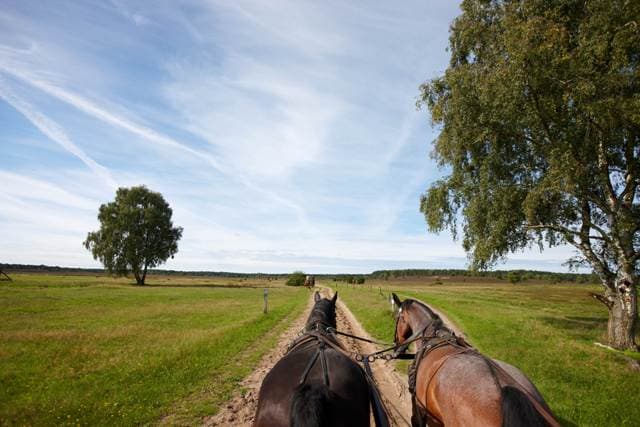 Qualitätskutscher Lüneburger Heide