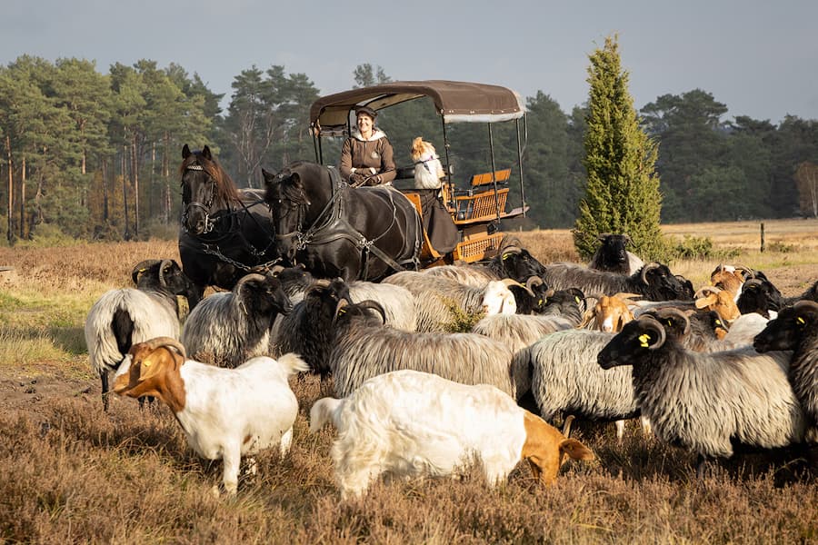 Kutschfahrt durch die Lüneburger Heide