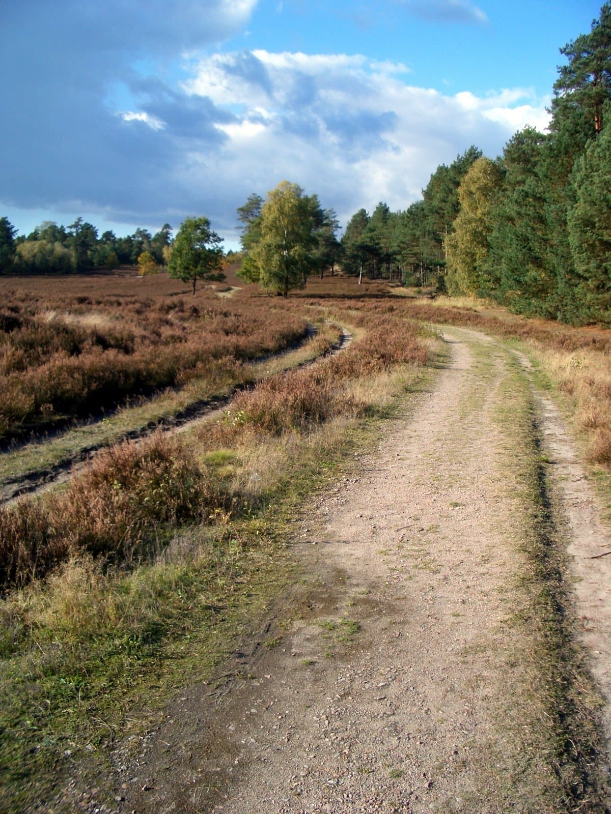 Die Schwindebecker Heide