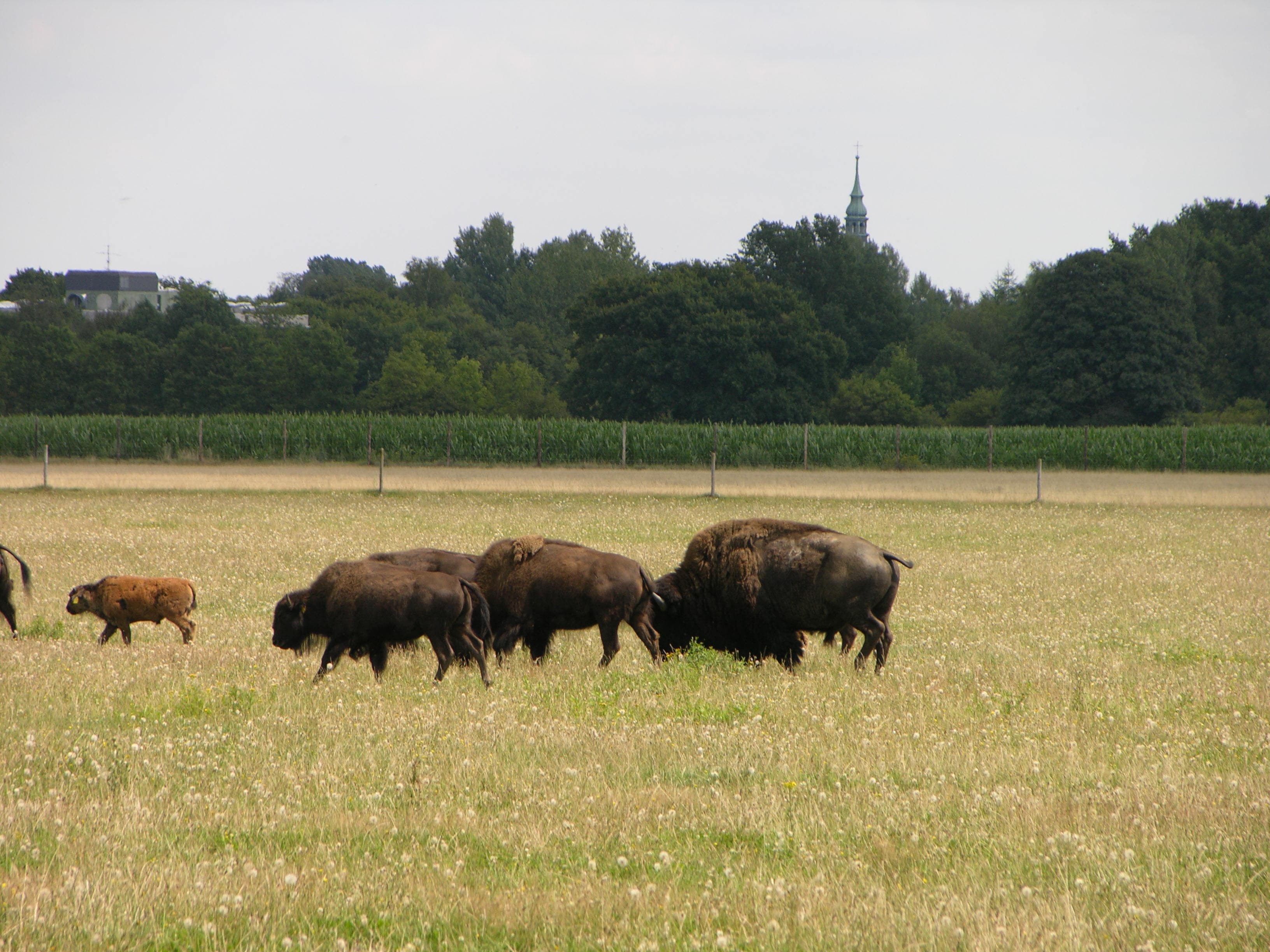 Bison-Herde 