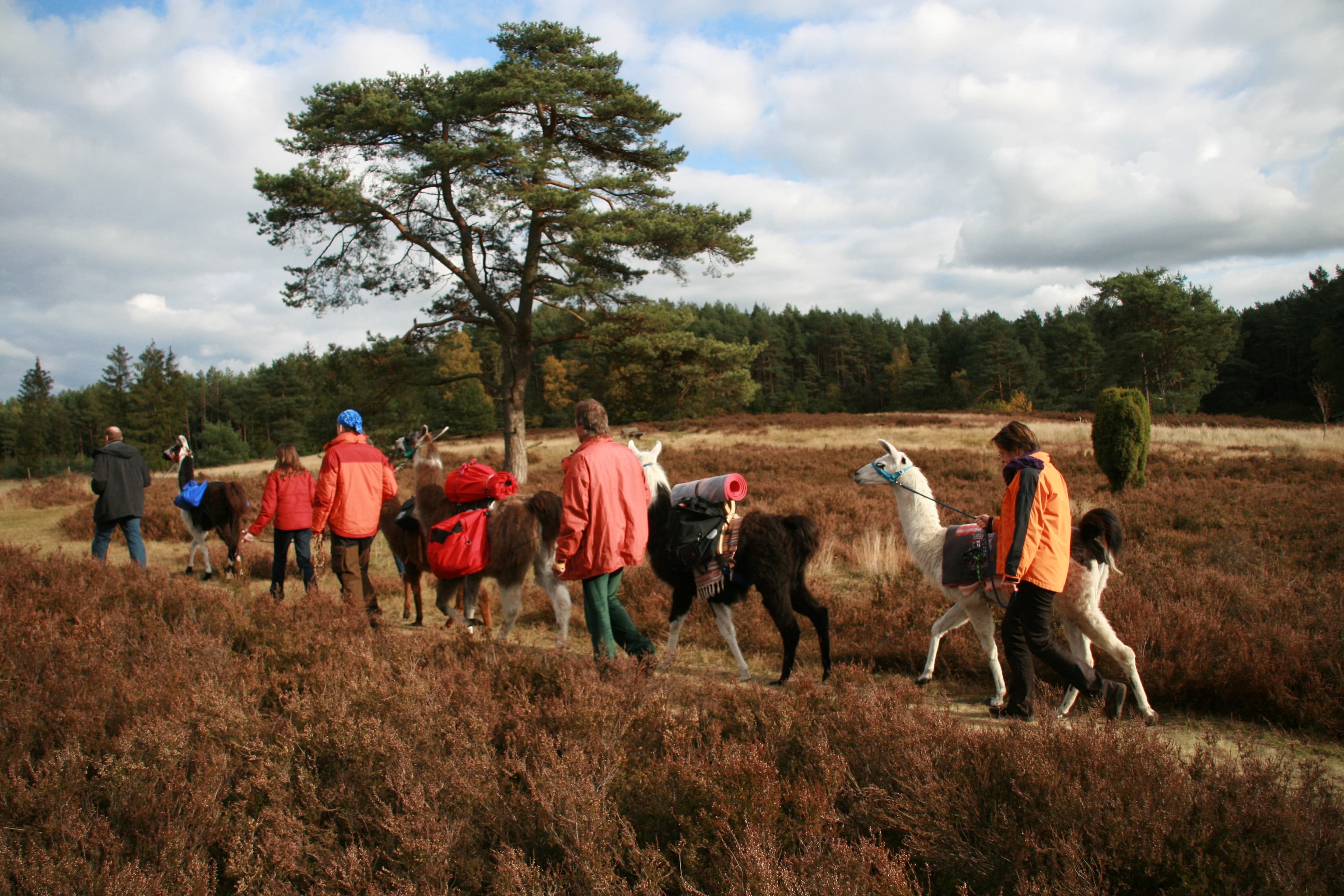 Lama Trekking