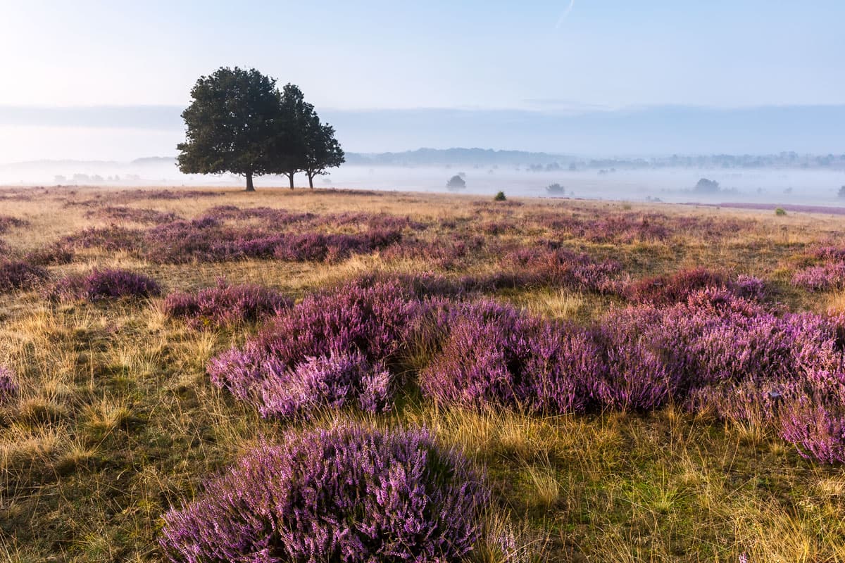 Lueneburger Heide