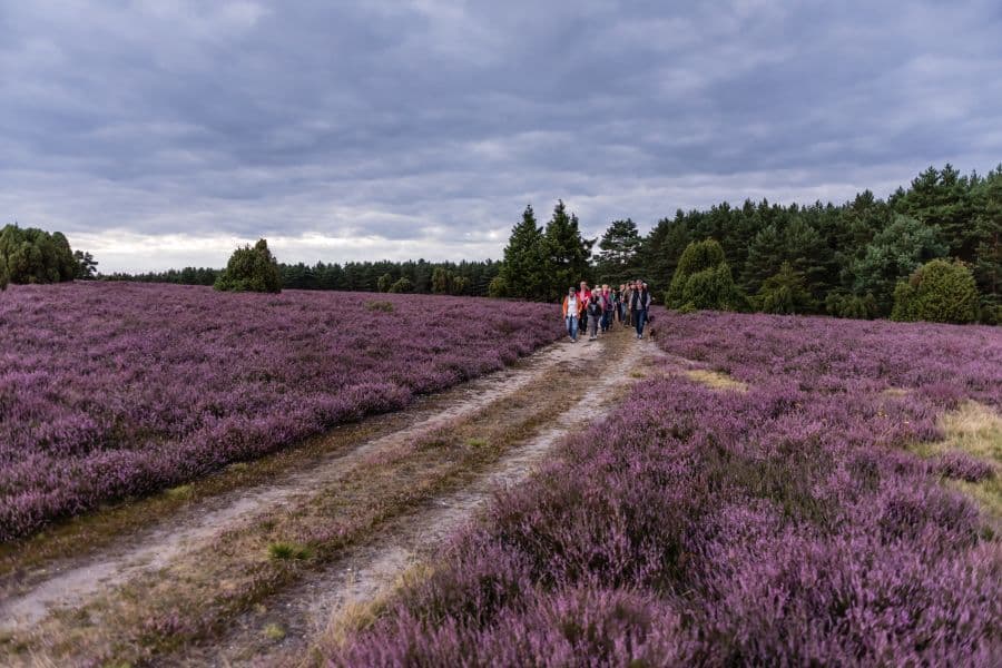 Gästeführung durch die Lüneburger Heide