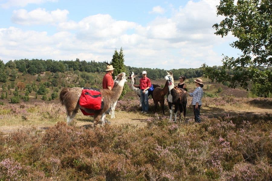 lama trekking