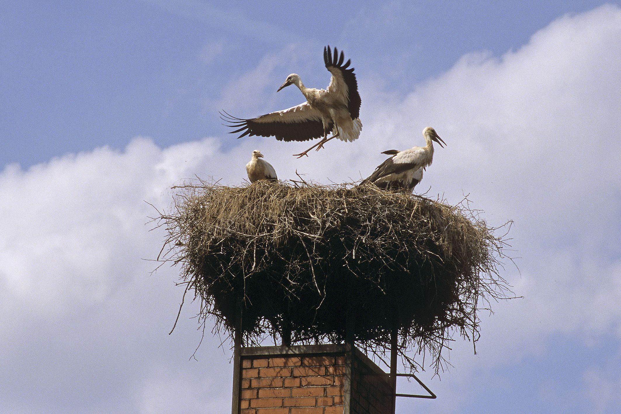 Storchenfamilie auf dem Nest