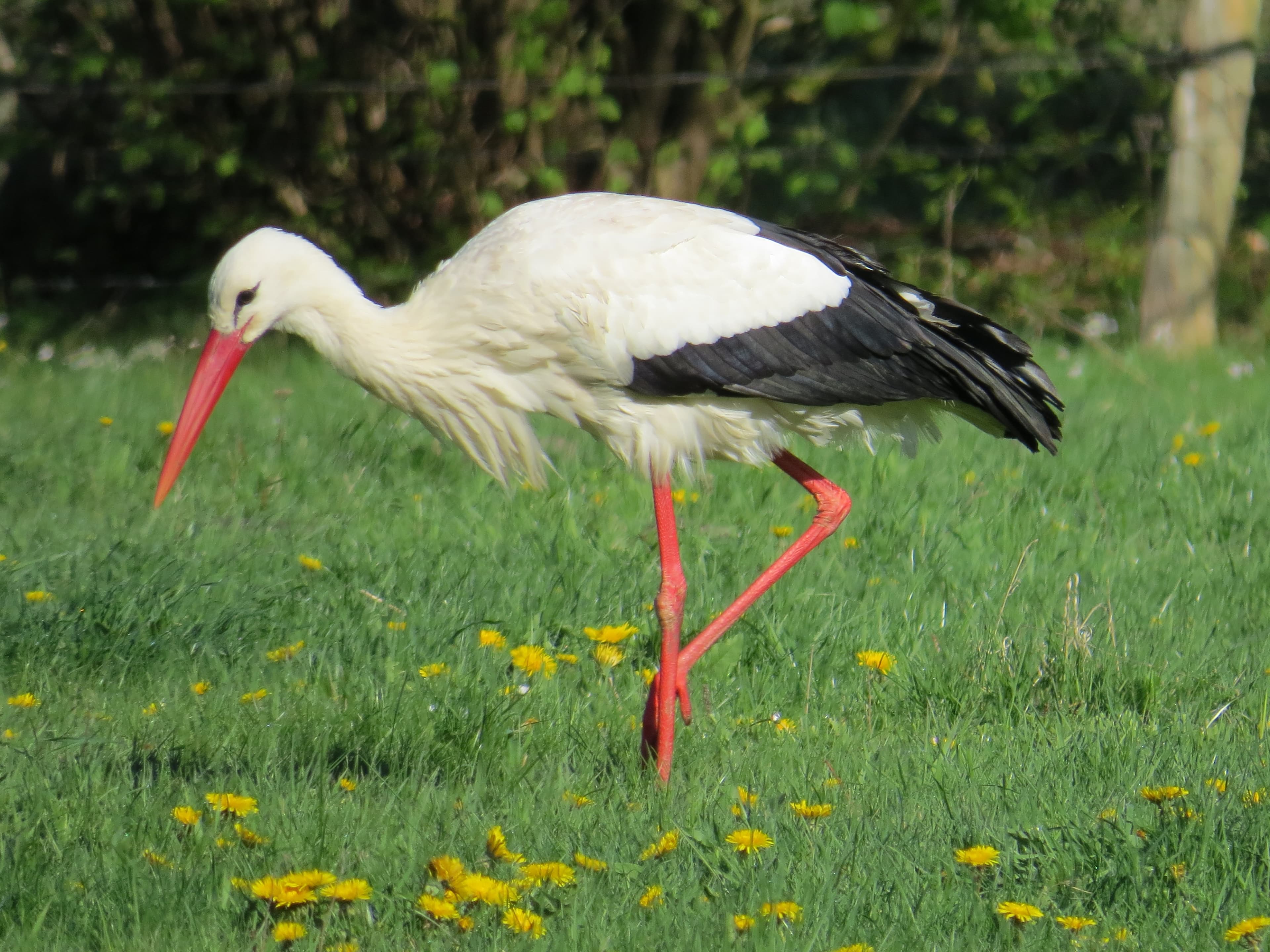 Storch Wiese