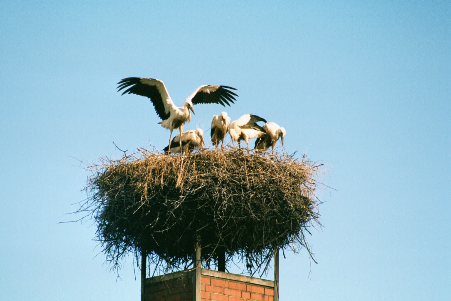 Störche im Nest