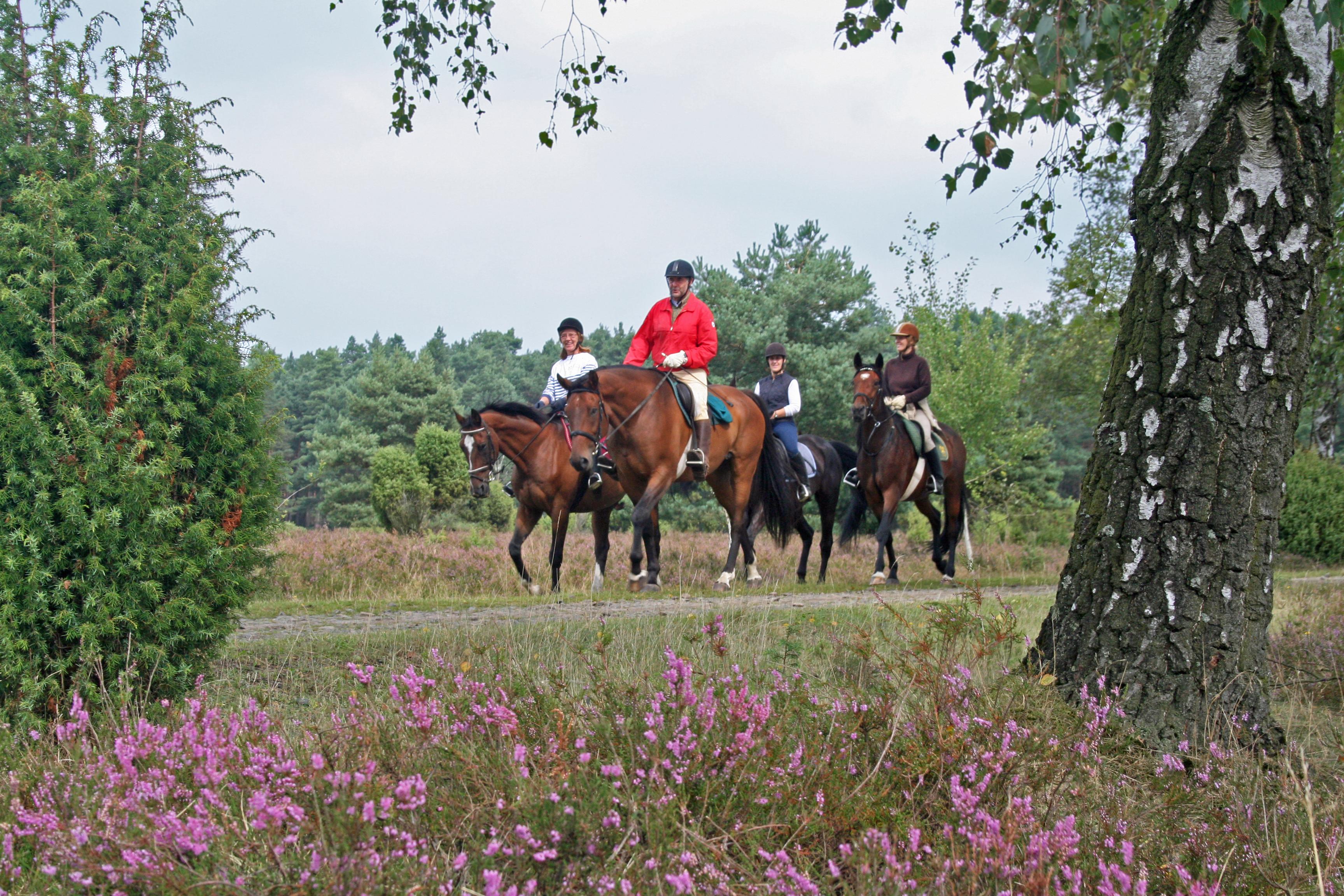 vier Reiter im Naturpark Südheide