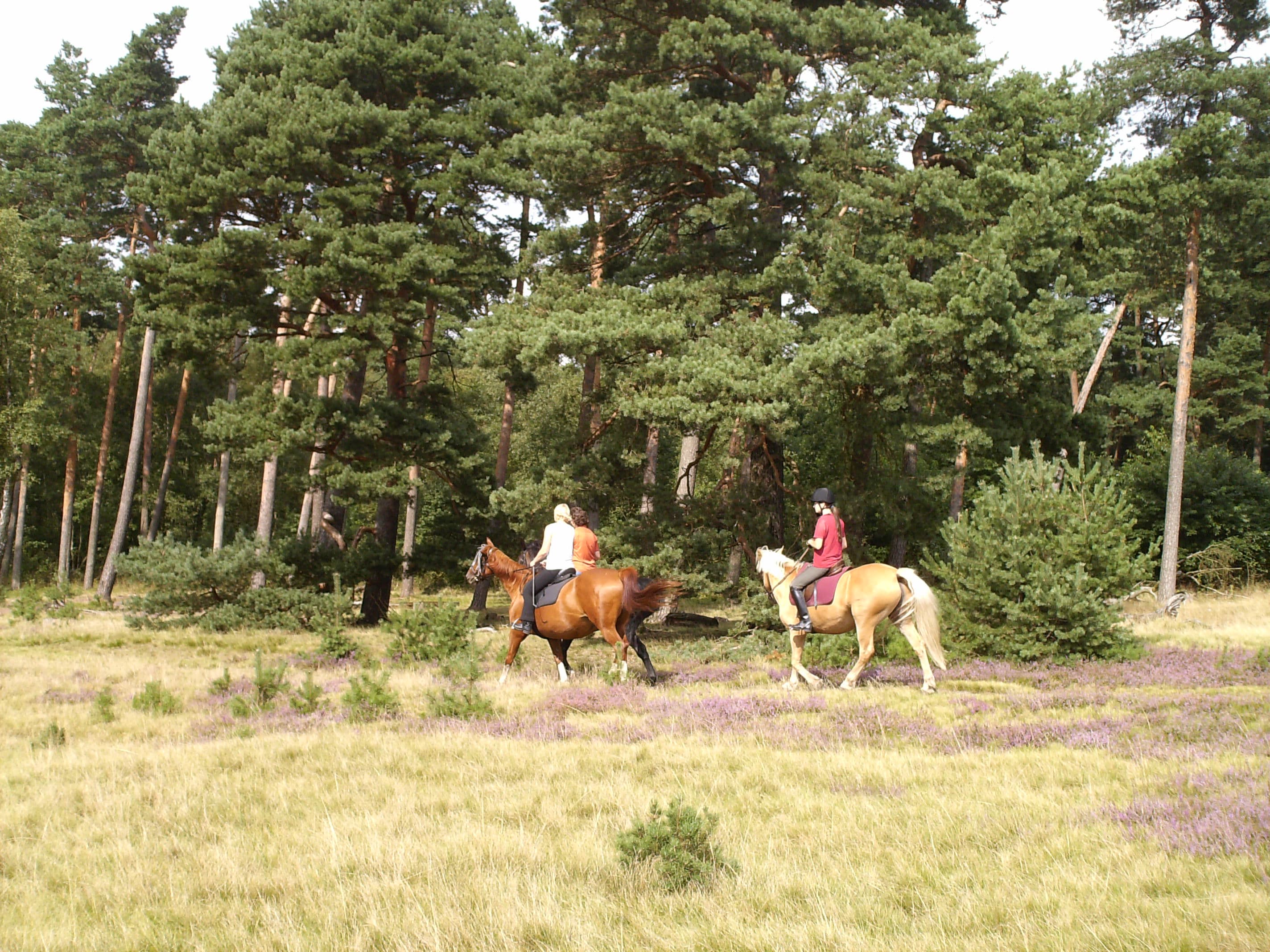 Reiter im Naturpark Südheide