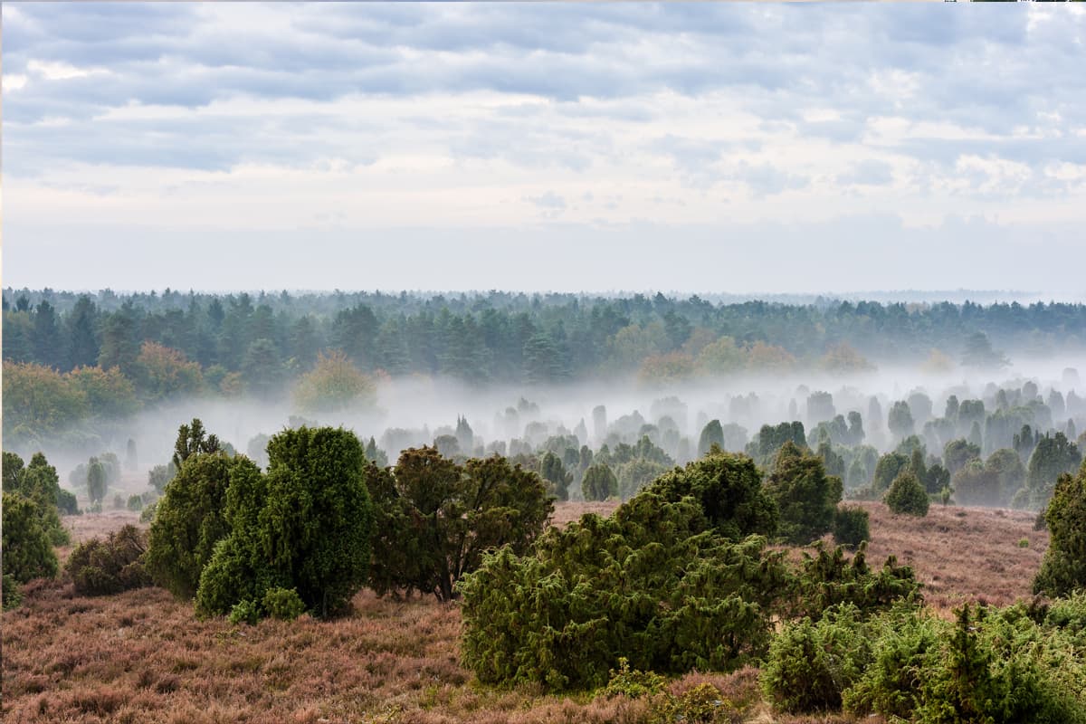 Geheimnisvoller Nebel liegt über dem Totengrund