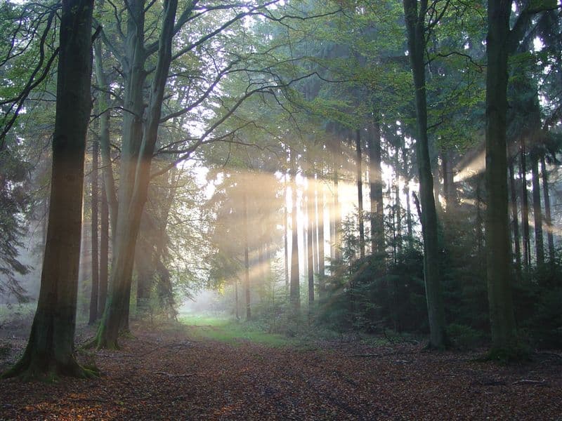 Waldstimmung im Regionalpark Rosengarten