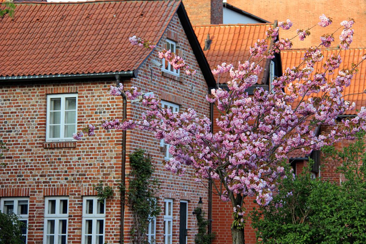 Lüneburg Altstadt Magnolie