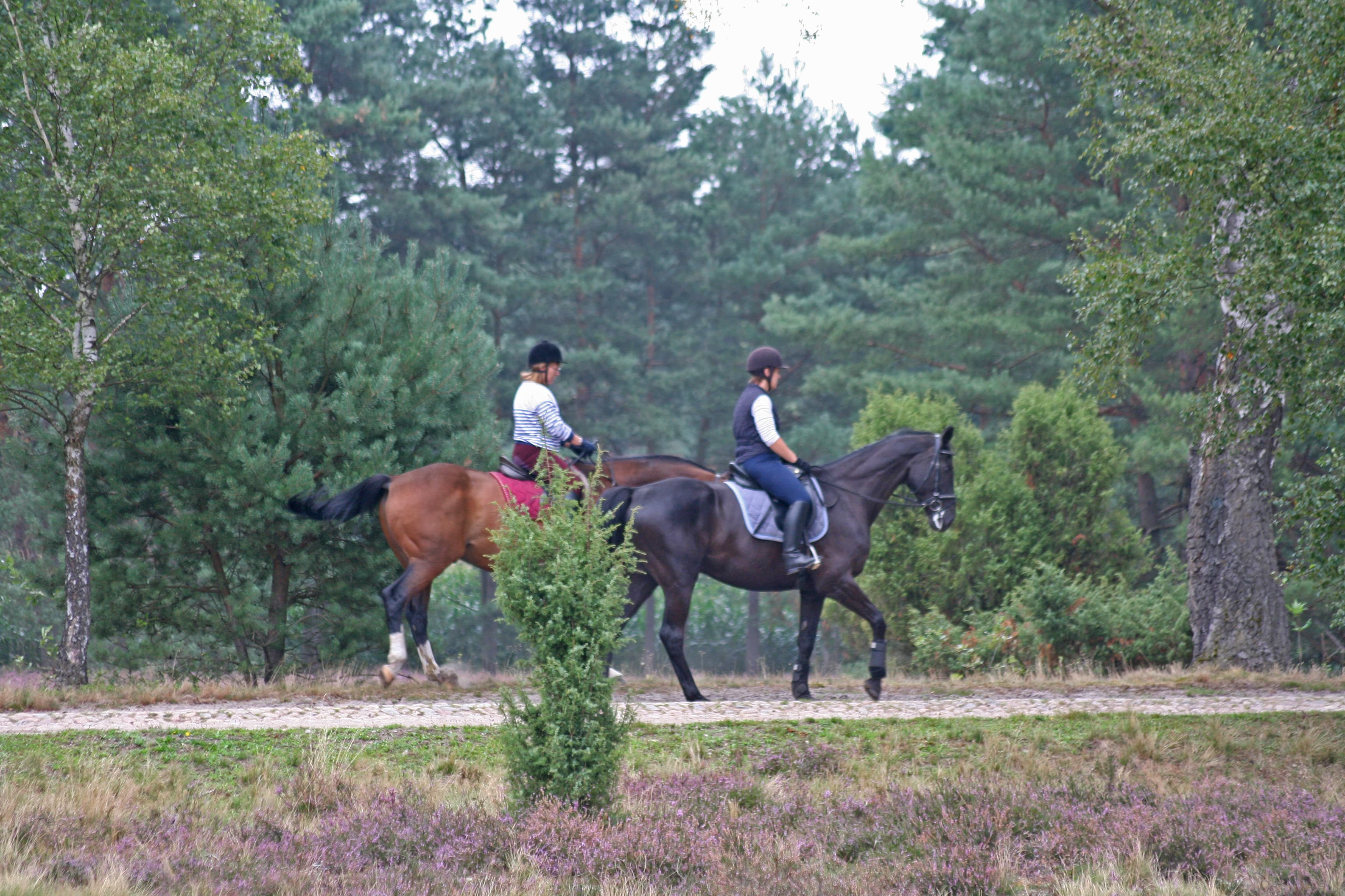 Reiten im Naturpark Südheide