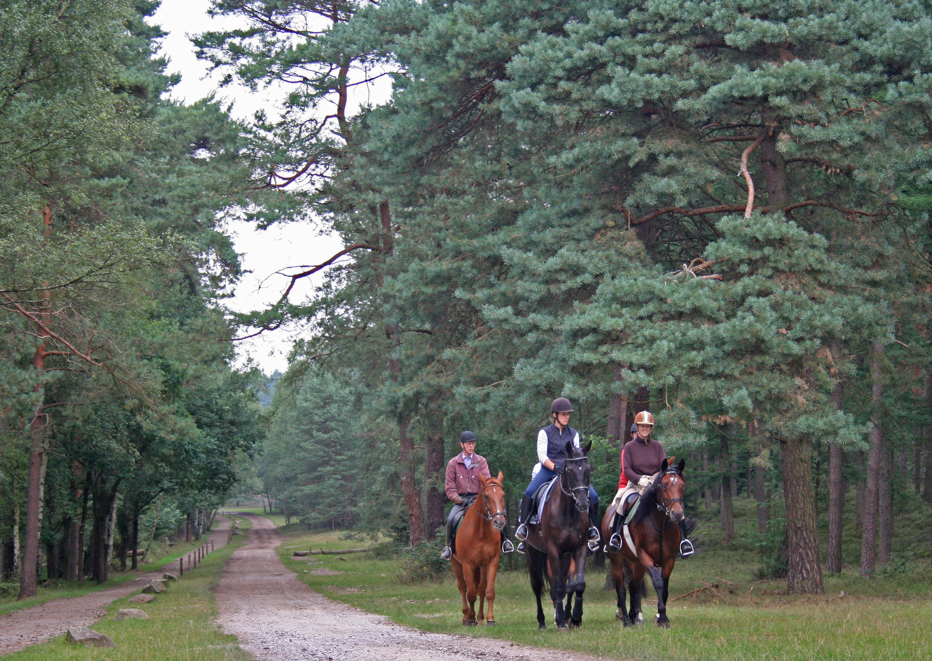 Reiter im Naturpark Südheide