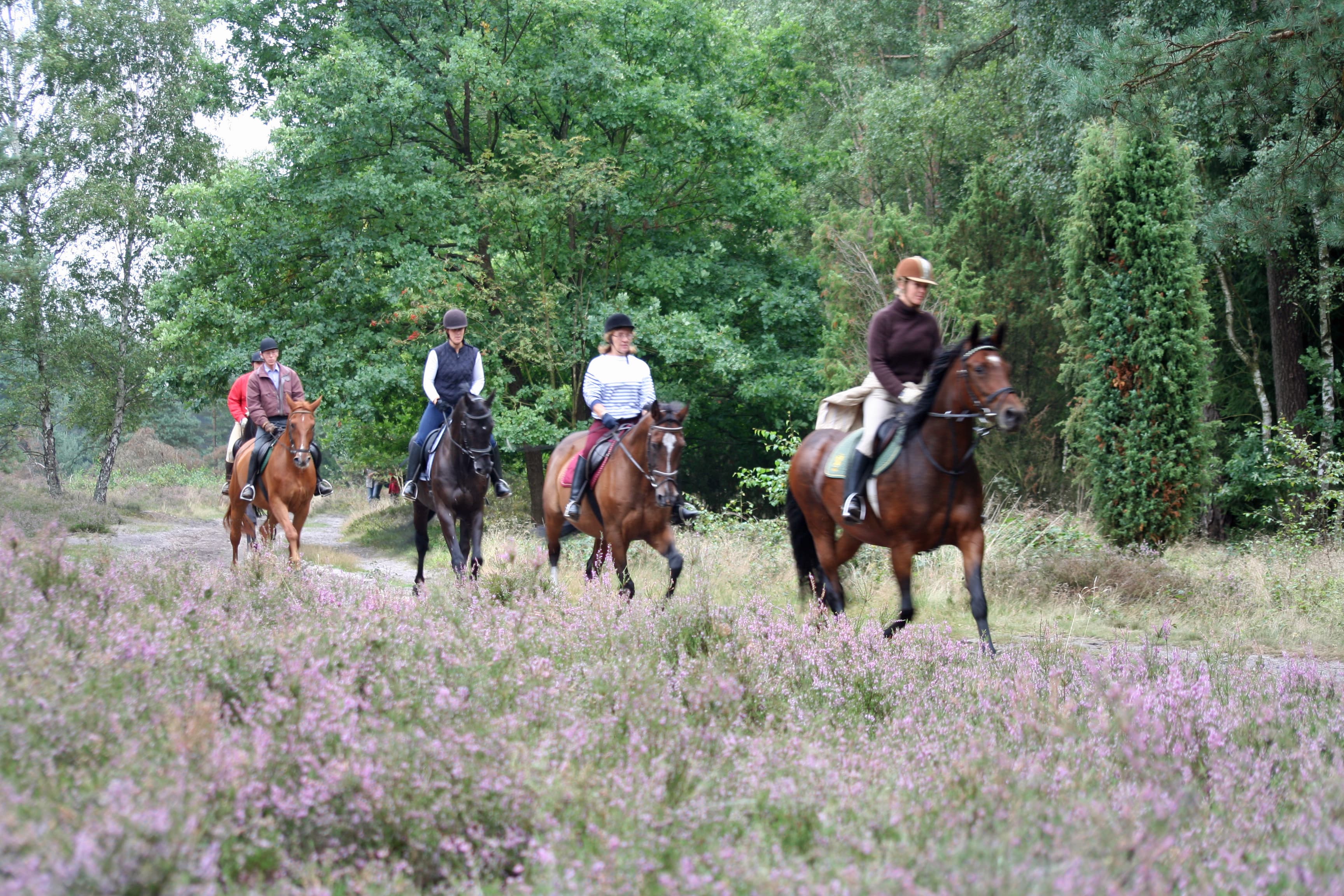 Reiter im Naturpark Südheide