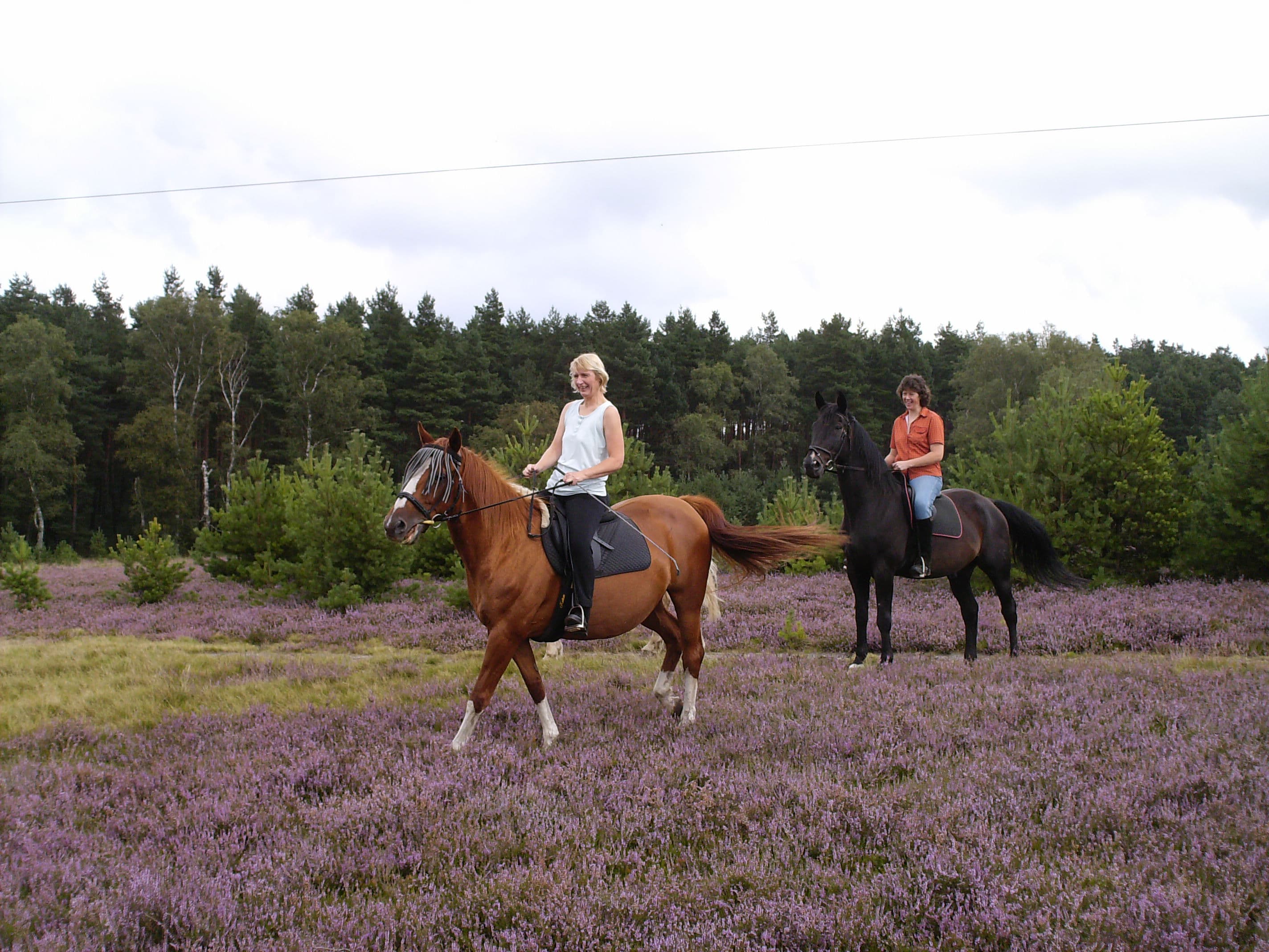 Reiter im Naturpark Südheide