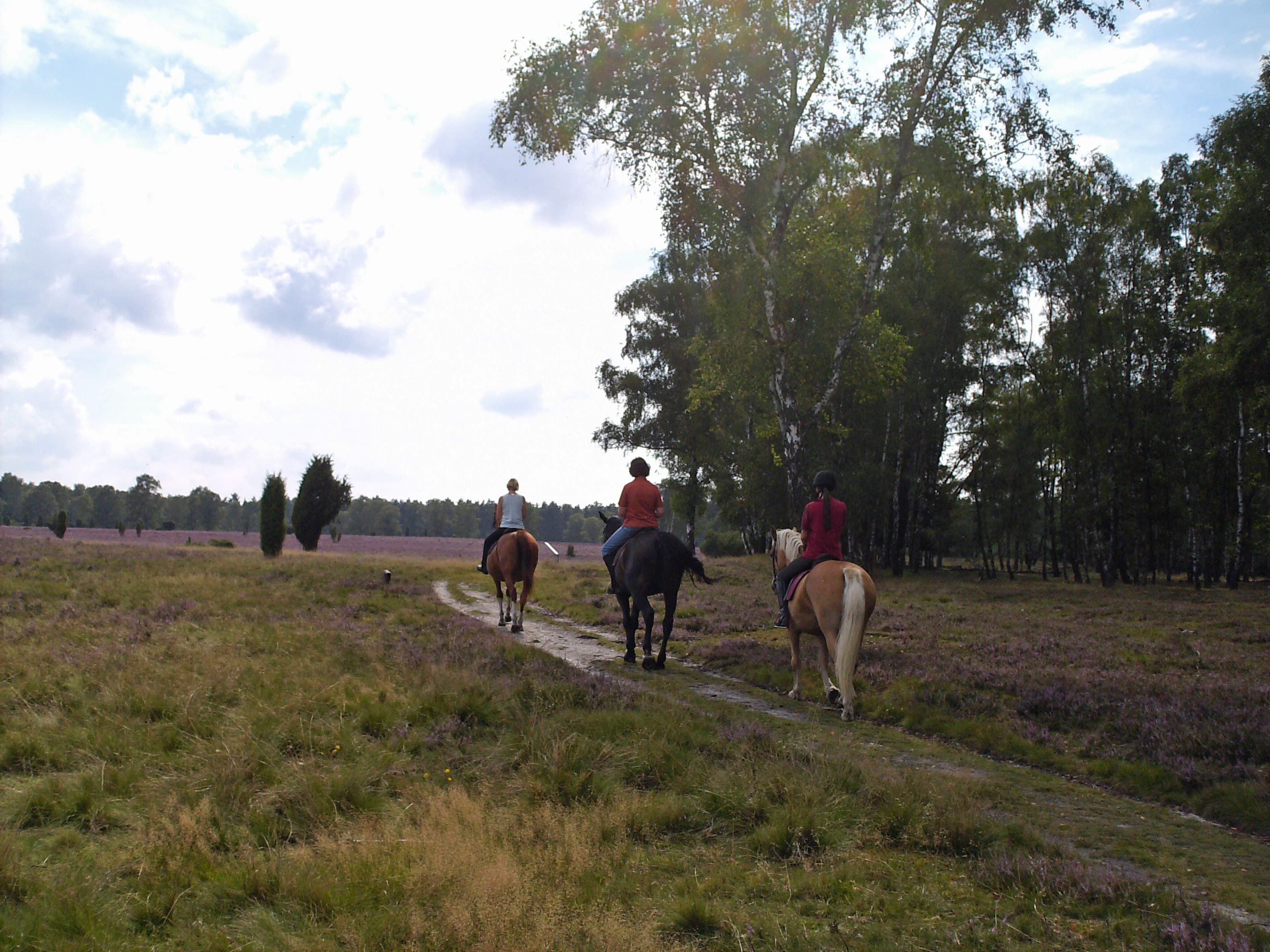 Reiter im Naturpark Südheide