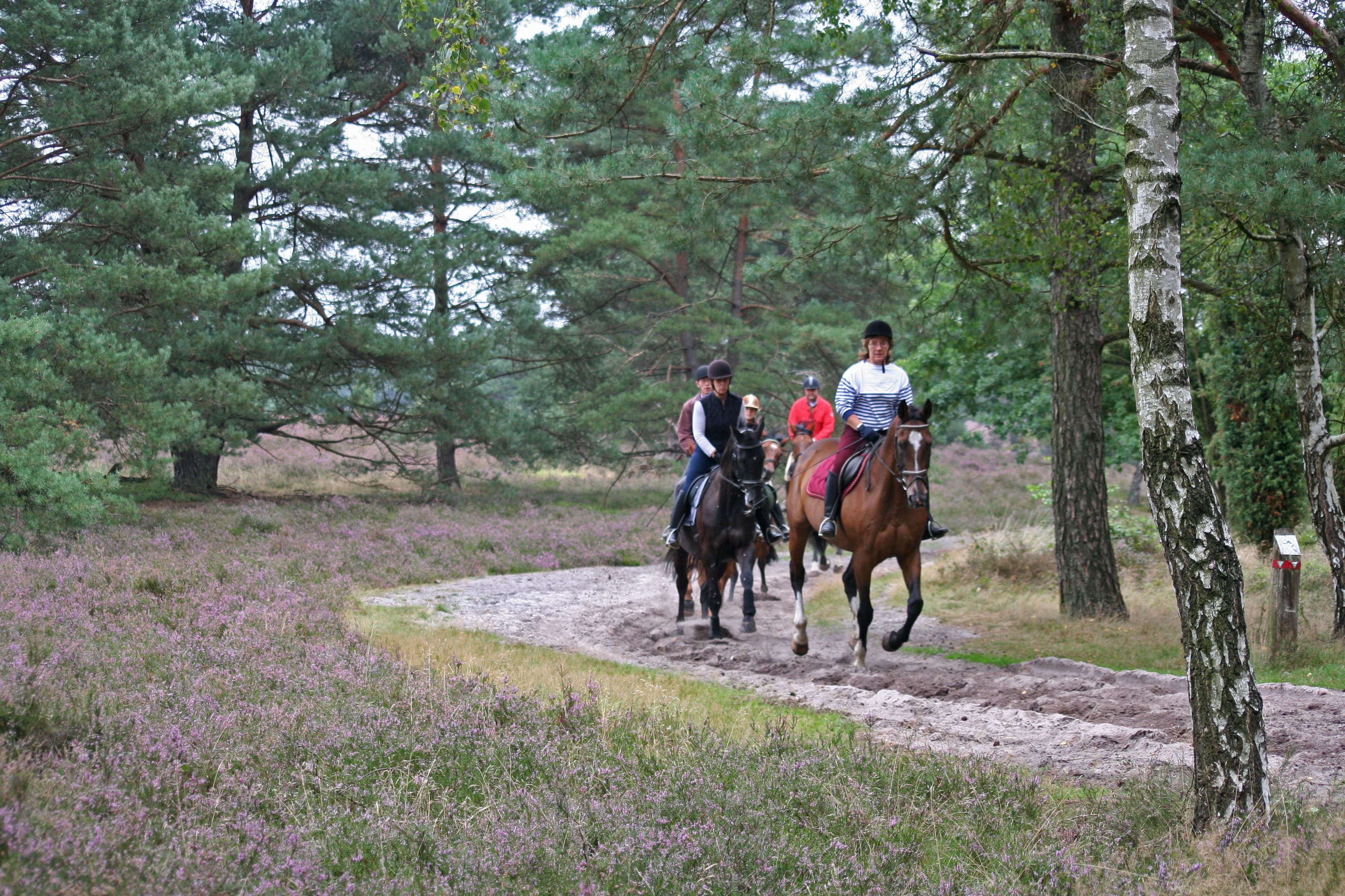 Reiter im Naturpark Südheide