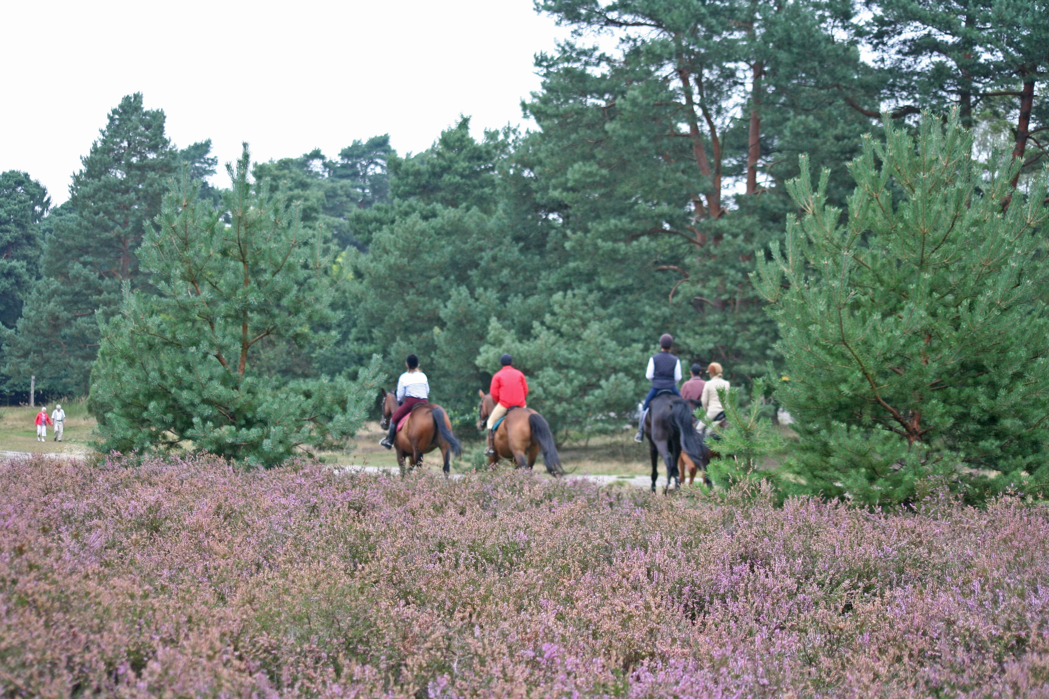 Reiter im Naturpark Südheide