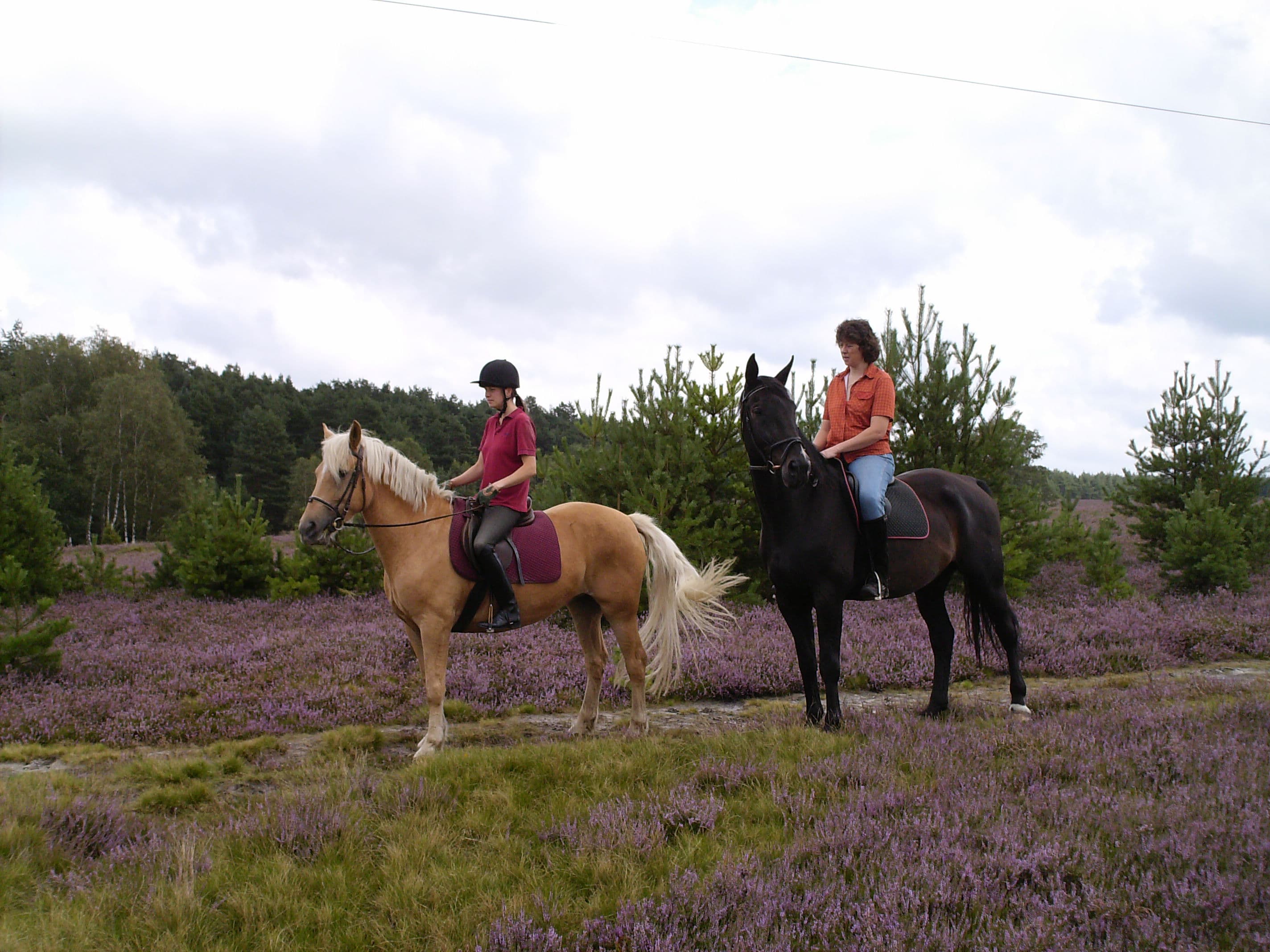 Reiter im Naturpark Südheide