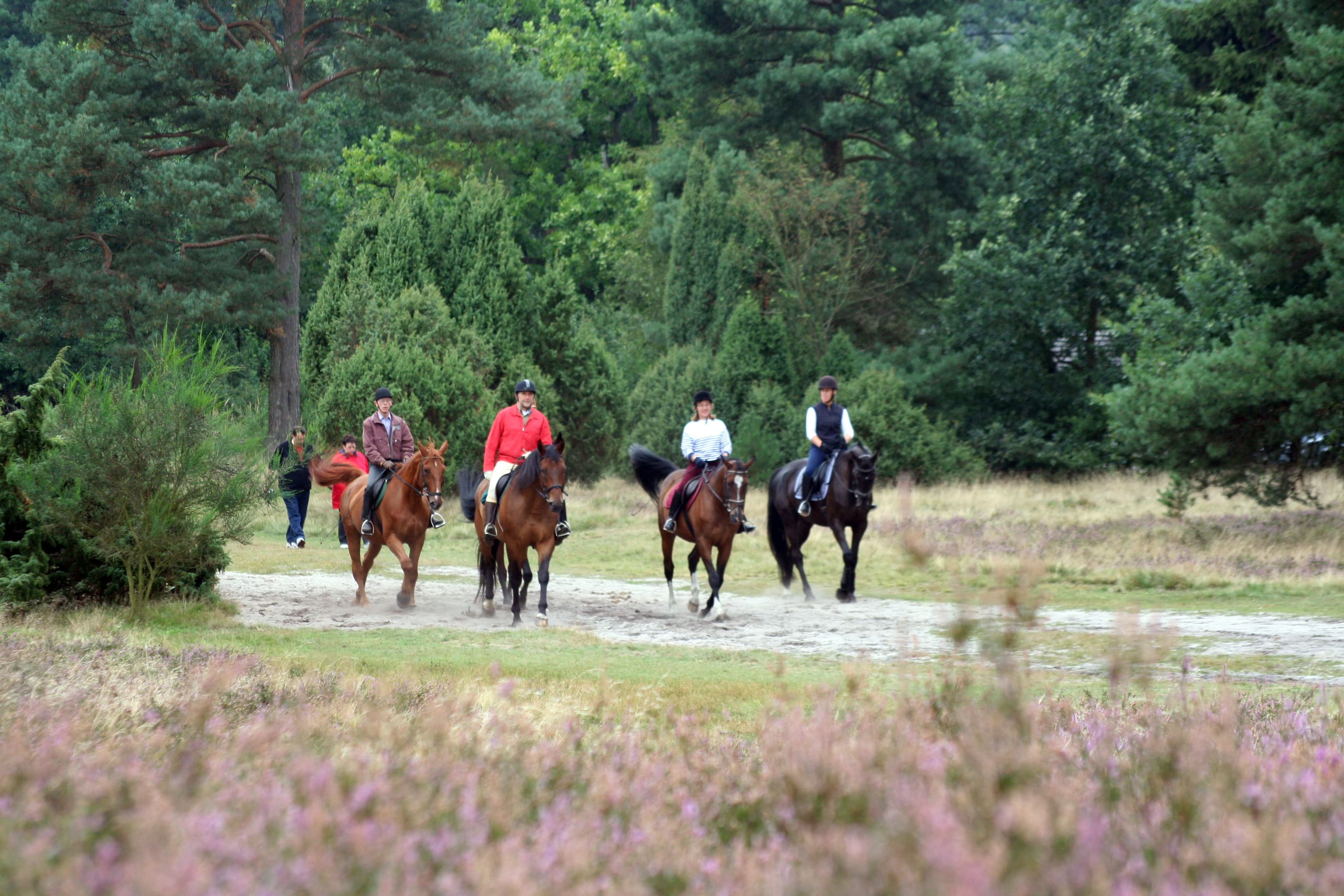 Reiter im Naturpark Südheide