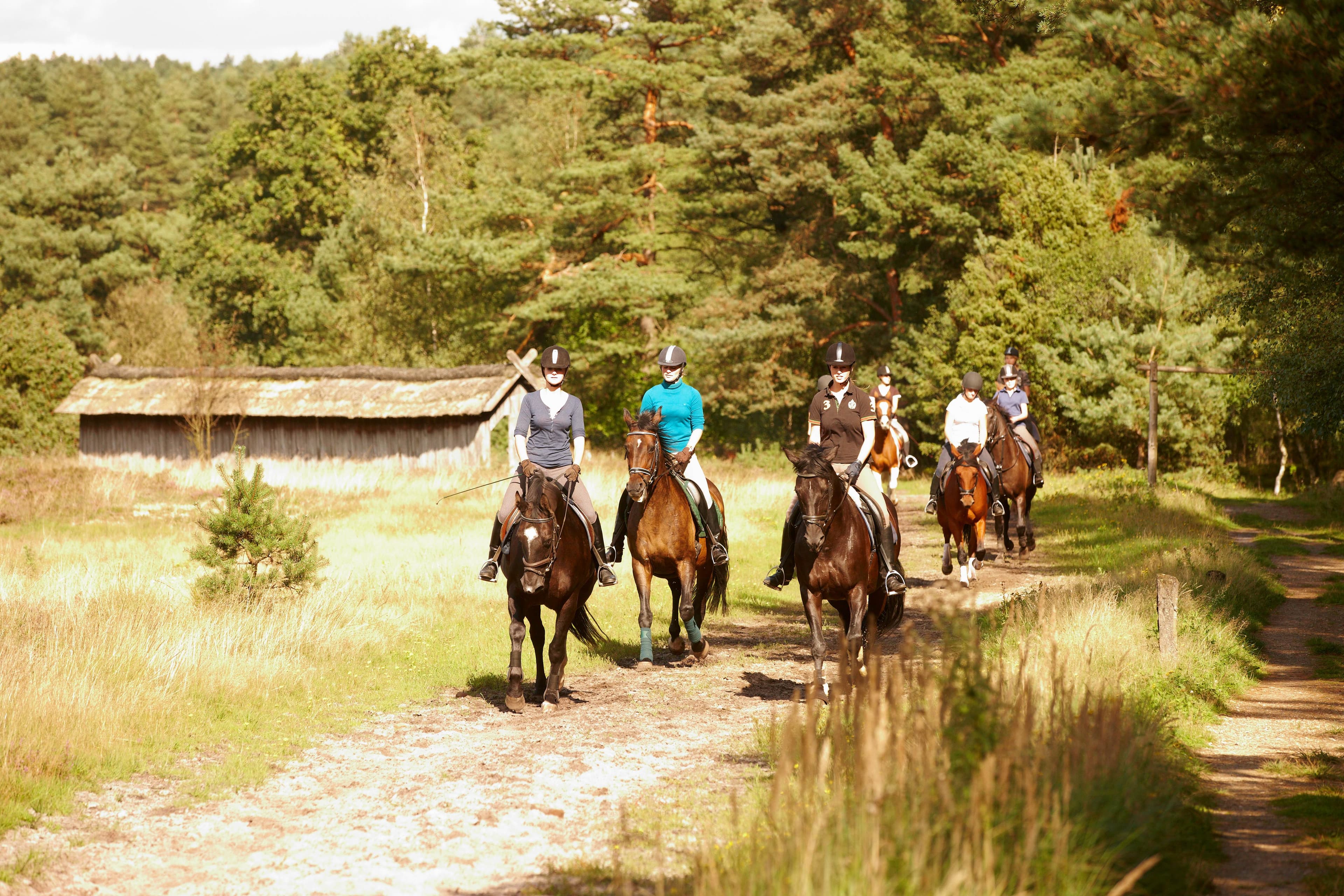 Reiter im Naturpark Südheide