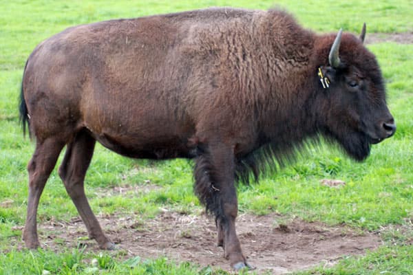 Bison aus Essel