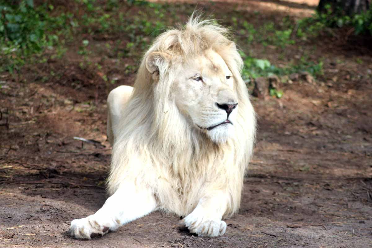 Serengeti Park Hodenhagen weisser Löwe