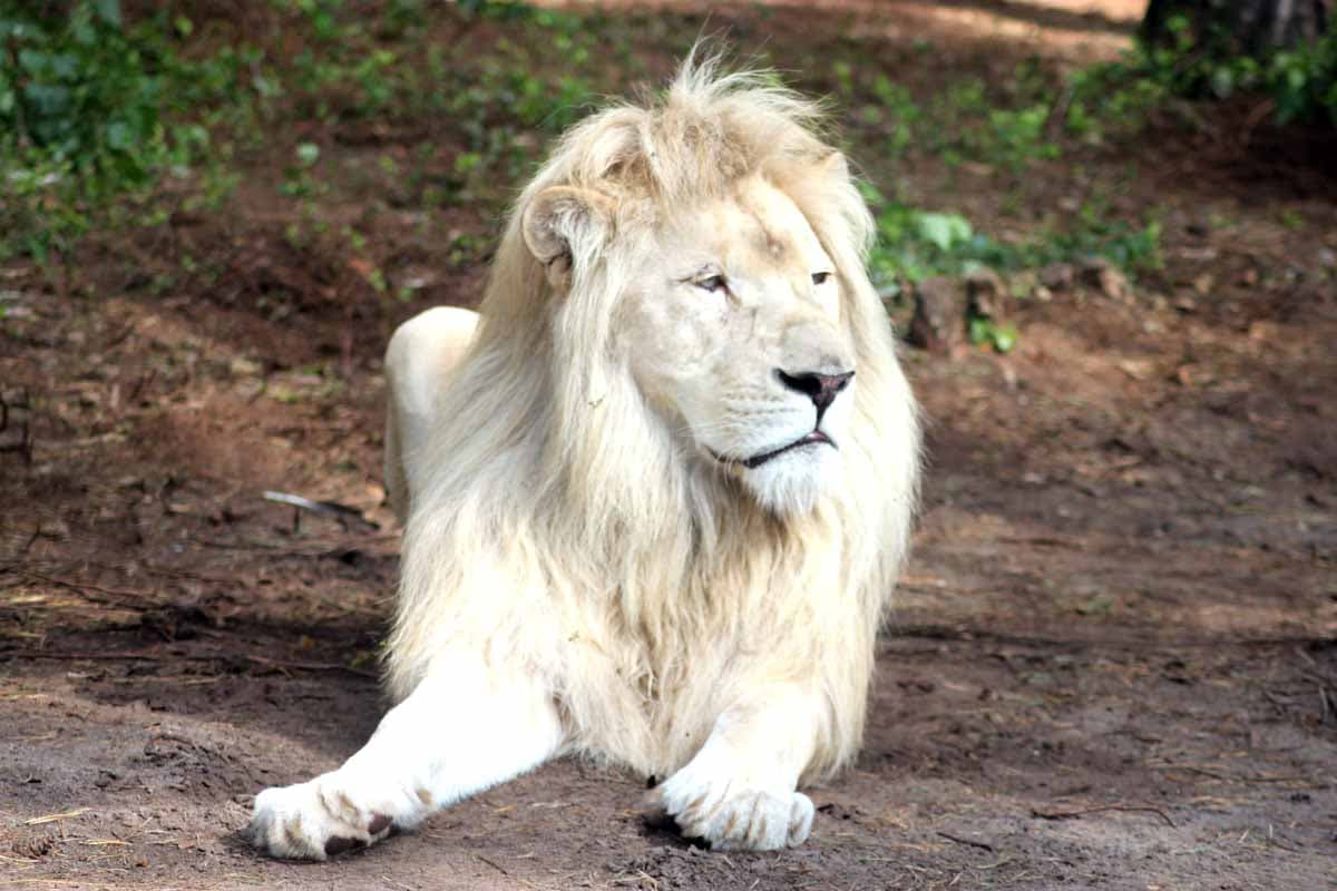 Weisser Löwe im Serengeti Park Hodenhagen