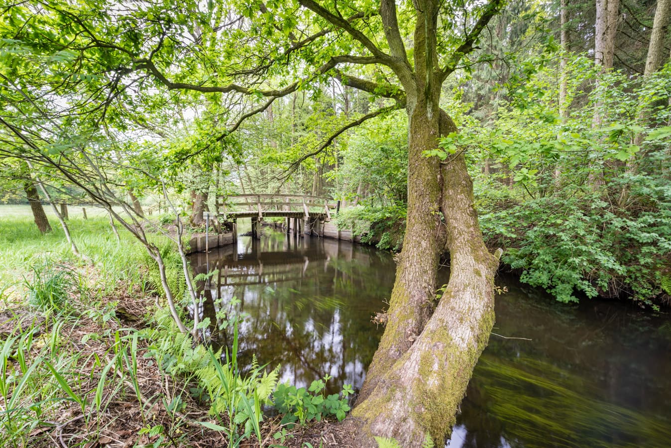 Heidefluss Örtze