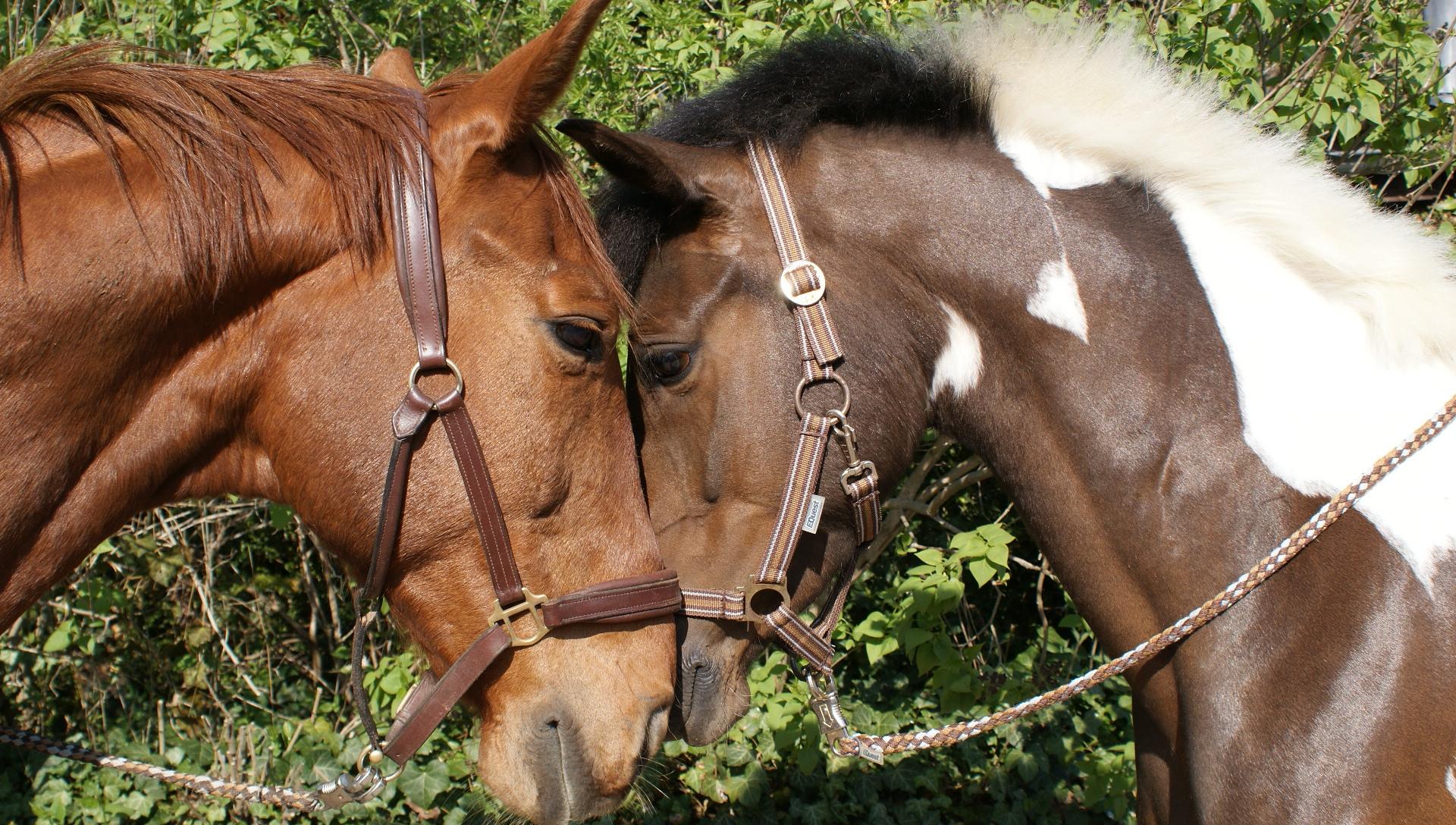 zwei Pferde mit Halfter