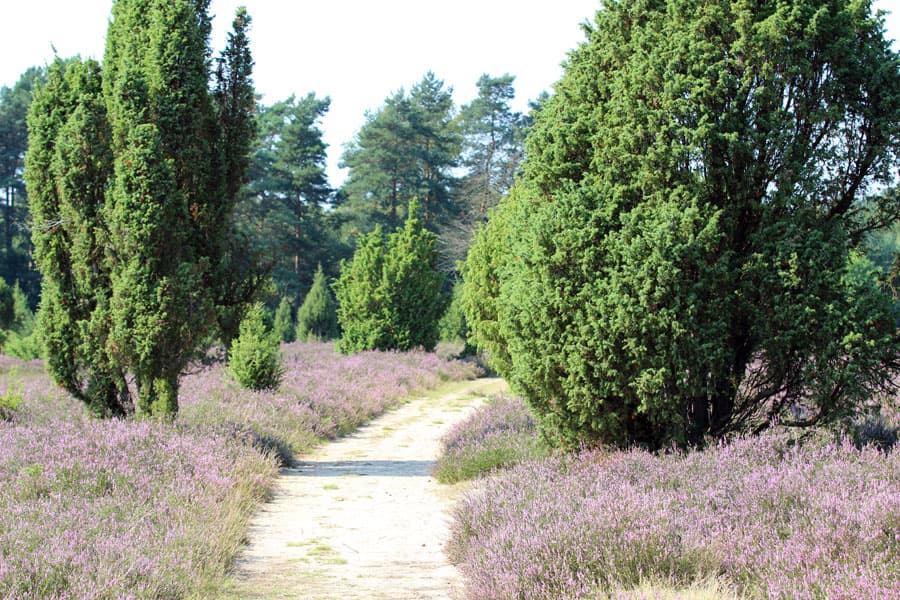 Wanderweg in der Misselhorner Heide