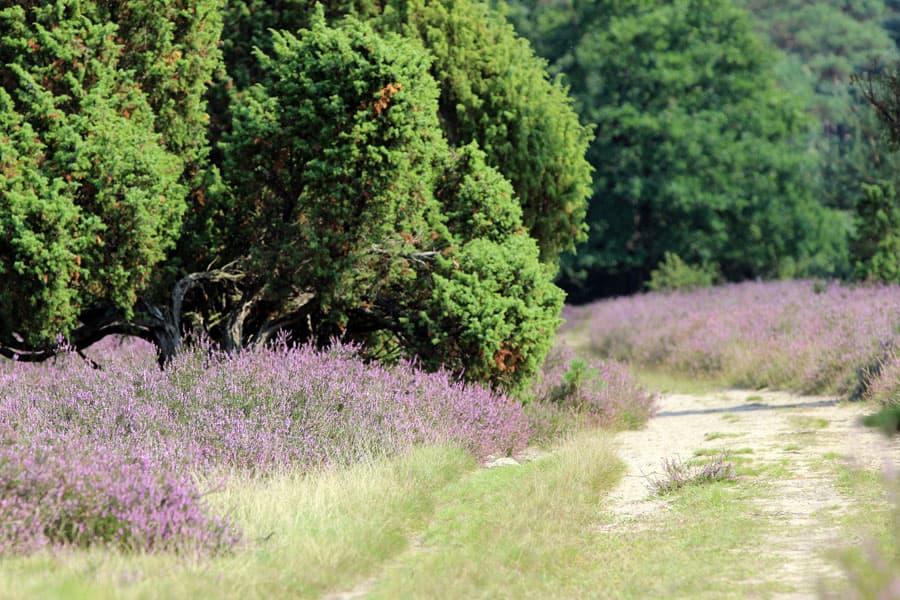 Heideflaeche Misselhorner Heide bei Hermannsburg