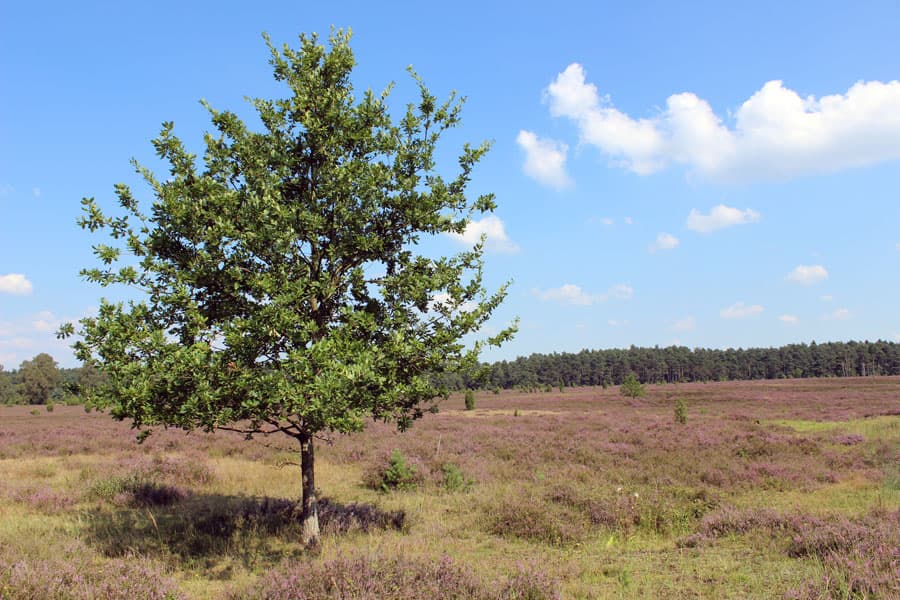 Misselhorner Heide bei Hermannsburg