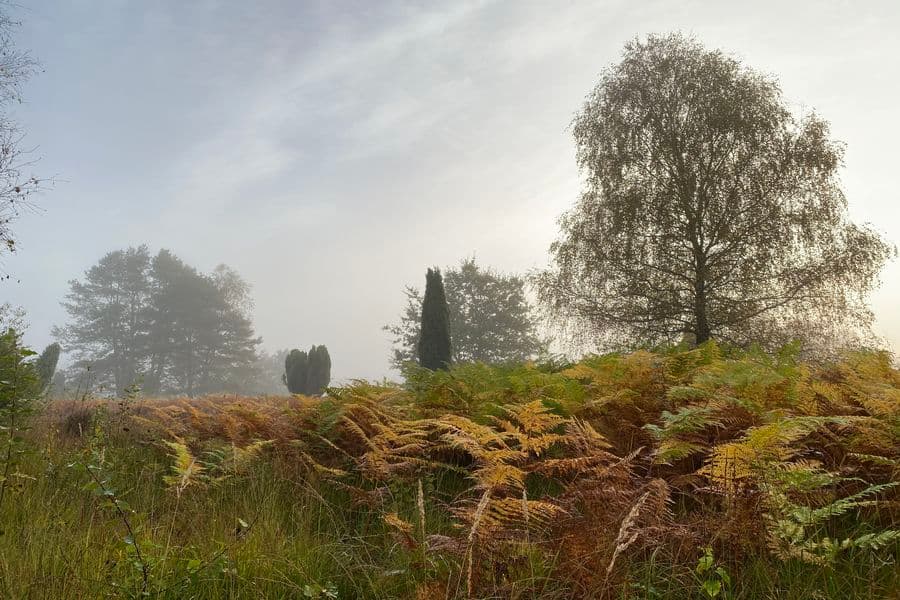 Herbststimmung 