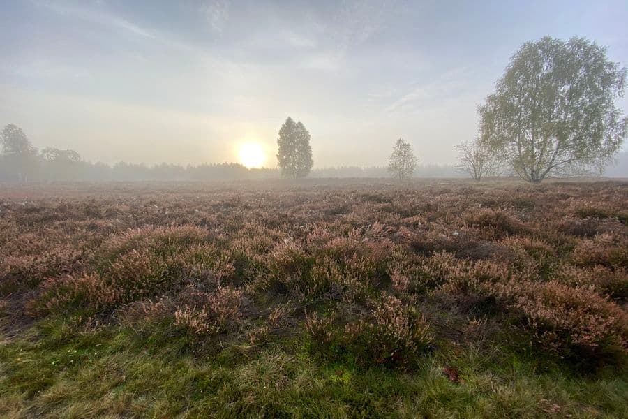 Heidefläche Angelbecksteich barrierefreier Rundwanderweg Herbst