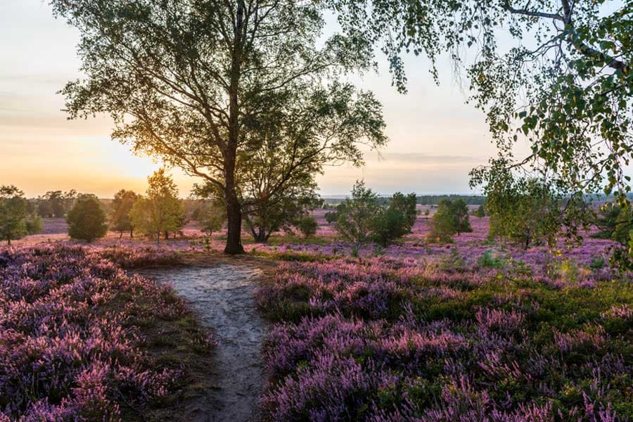Weseler Heide bei Undeloh