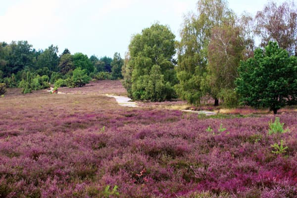 Südheide Naturpark